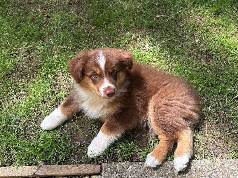 Izao, la mascotte sur l'herbe